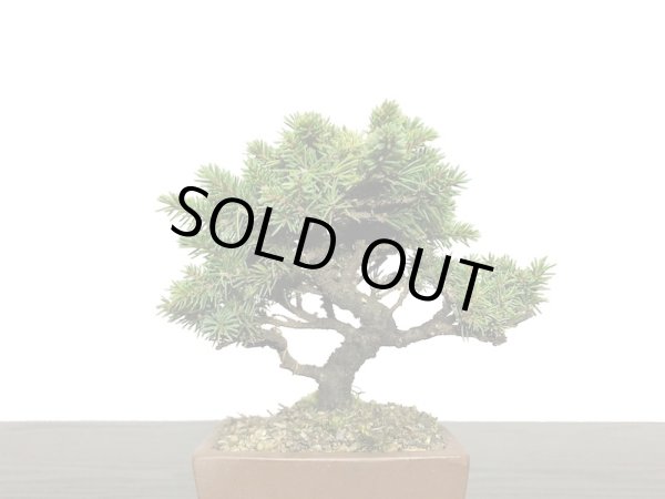 画像2: 蝦夷松 小品ミニ盆栽素材 (2)