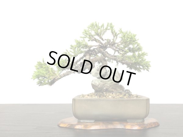 画像3: 糸魚川真柏 小品盆栽 (3)