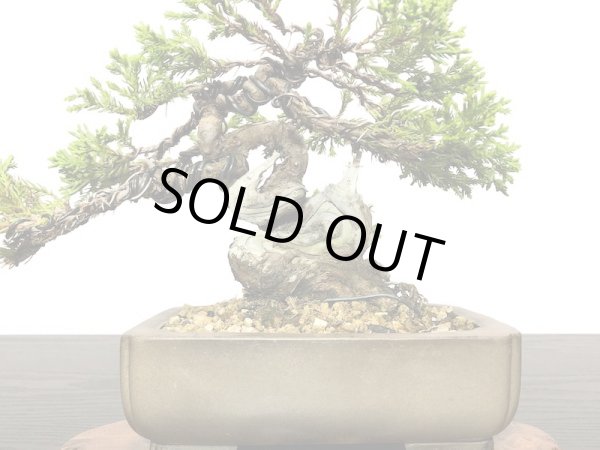 画像2: 糸魚川真柏 小品盆栽 (2)