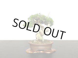 格安盆栽素材/生産品紹介/糸魚川真柏 小品盆栽 販売/通販のFROM