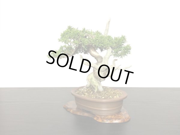 画像4: 糸魚川真柏 小品盆栽 (4)