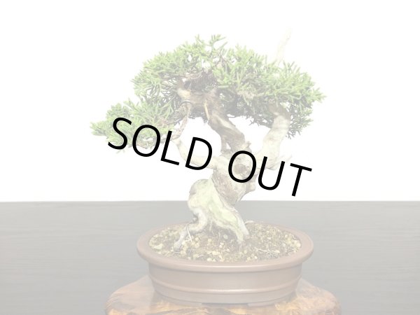 画像5: 糸魚川真柏 小品盆栽 (5)