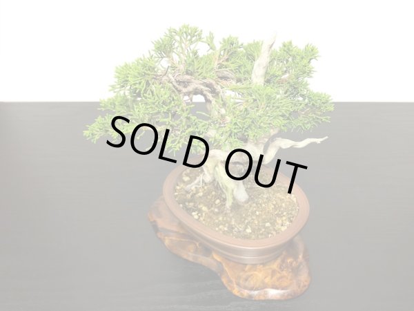 画像7: 糸魚川真柏 小品盆栽 (7)