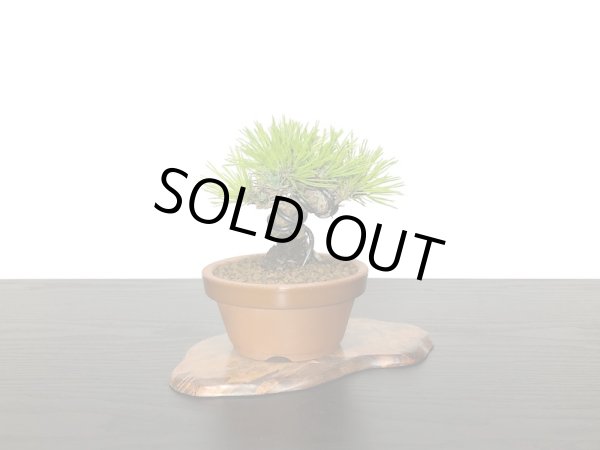 画像3: 赤松 小品ミニ盆栽素材 (3)