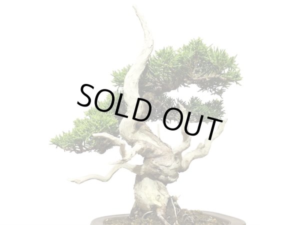 画像2: 糸魚川真柏 小品盆栽 (2)