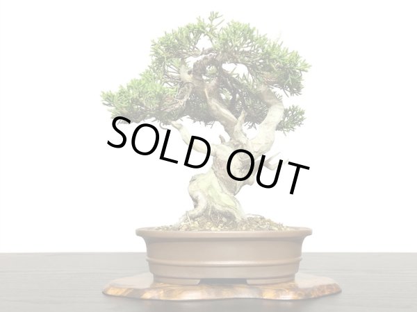 画像3: 糸魚川真柏 小品盆栽 (3)