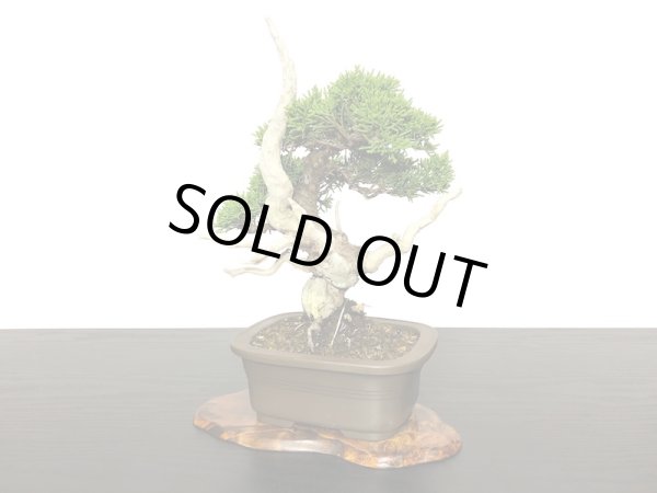 画像4: 糸魚川真柏 小品盆栽 (4)