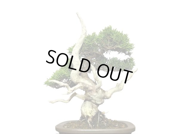 画像5: 糸魚川真柏 小品盆栽 (5)