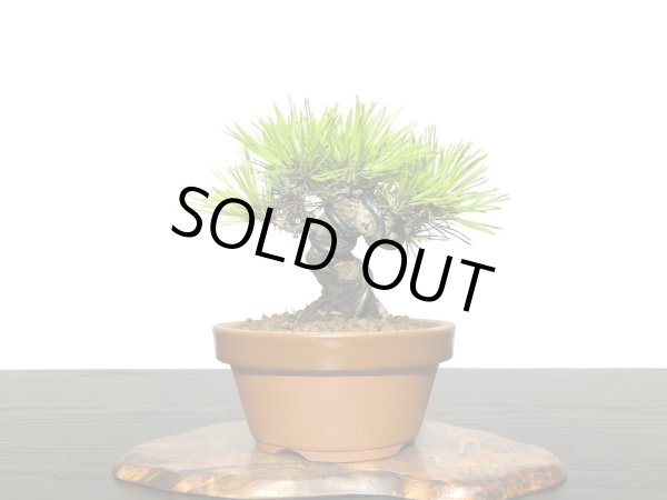 画像2: 赤松 小品ミニ盆栽素材 (2)