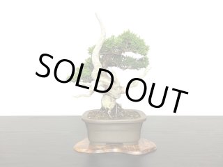 格安盆栽素材/生産品紹介/赤松 小品ミニ盆栽素材 販売/通販の
