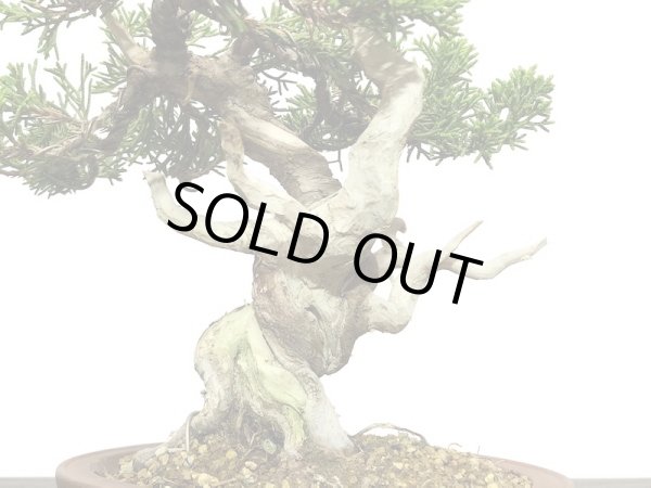 画像2: 糸魚川真柏 小品盆栽 (2)