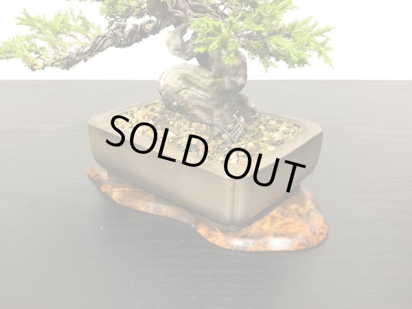 画像6: 糸魚川真柏 小品盆栽 (6)