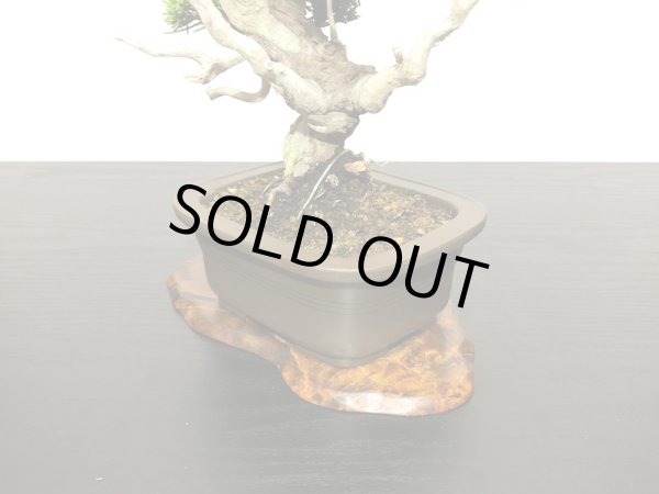 画像7: 糸魚川真柏 小品盆栽 (7)