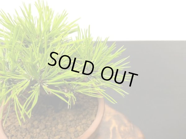 画像6: 赤松 小品ミニ盆栽素材 (6)