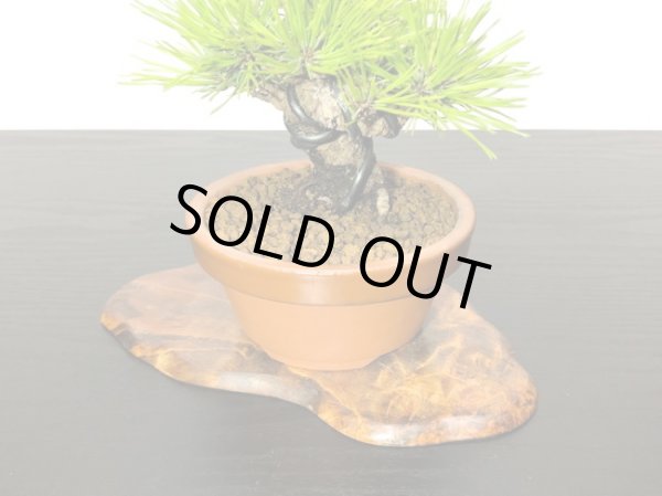 画像7: 赤松 小品ミニ盆栽素材 (7)