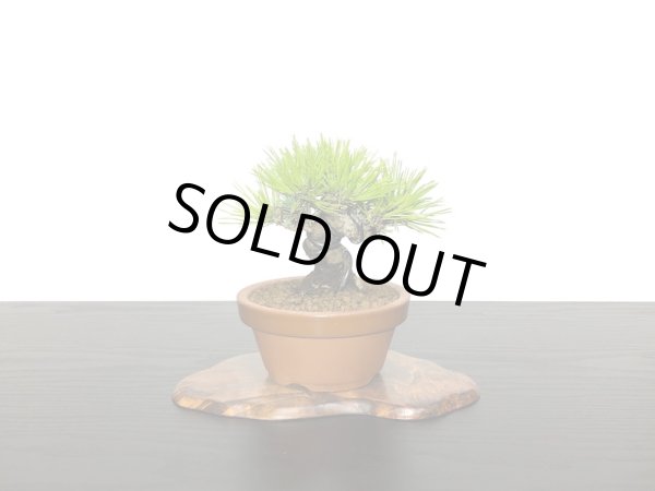 画像5: 赤松 小品ミニ盆栽素材 (5)