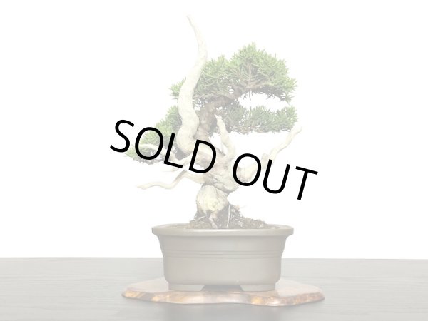 画像3: 糸魚川真柏 小品盆栽 (3)