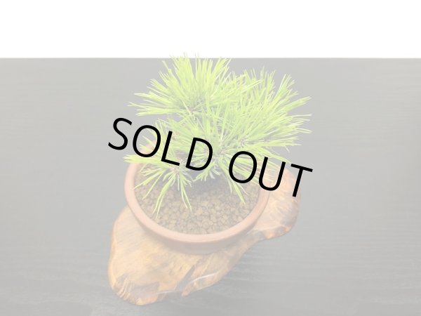 画像4: 赤松 小品ミニ盆栽素材 (4)