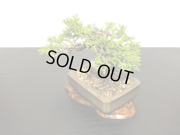 画像5: 糸魚川真柏 小品盆栽 (5)