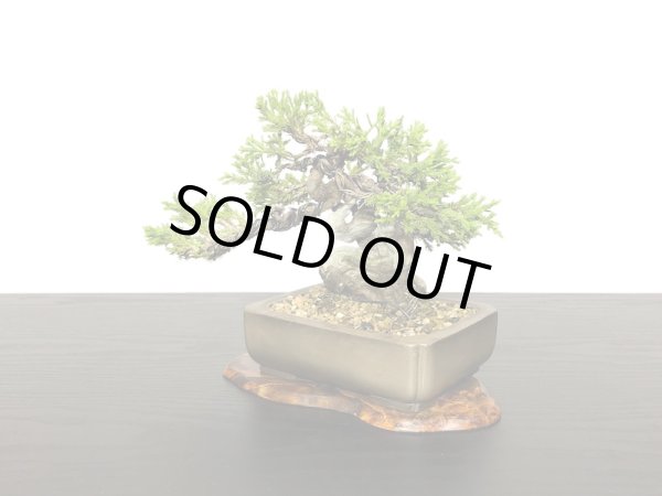 画像4: 糸魚川真柏 小品盆栽 (4)