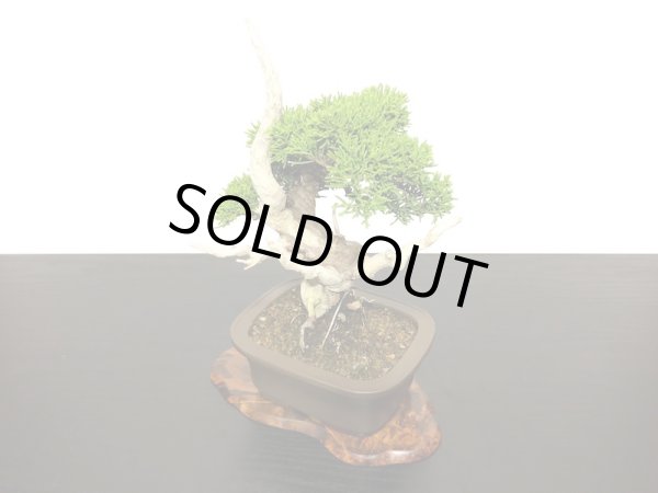 画像6: 糸魚川真柏 小品盆栽 (6)