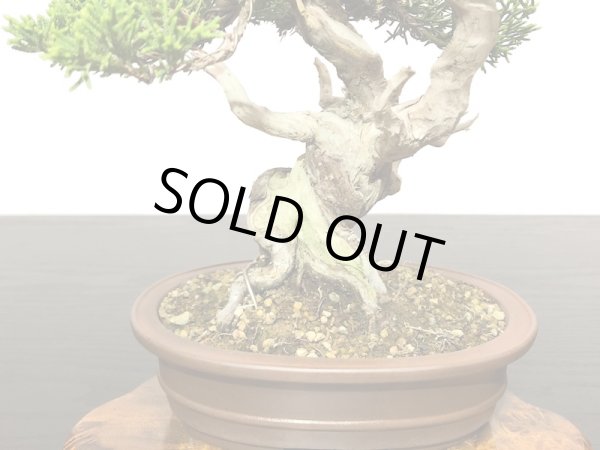 画像6: 糸魚川真柏 小品盆栽 (6)