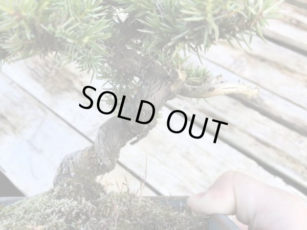 画像2: 杜松 小品盆栽 (2)