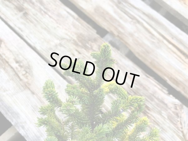 画像4: 蝦夷松 小品盆栽素材 (4)