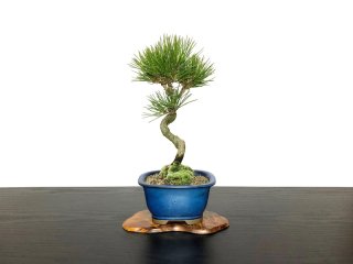 格安盆栽素材/生産品紹介/根上がり黒松 小品盆栽 販売/通販の