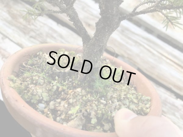 画像2: 蝦夷松 小品盆栽素材 (2)