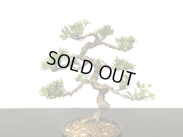 画像2: 糸魚川真柏　小品盆栽 (2)