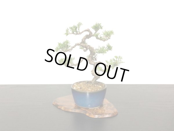 画像4: 糸魚川真柏　小品盆栽 (4)