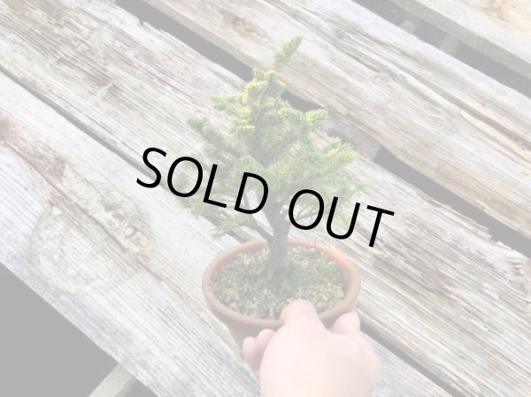 画像3: 蝦夷松 小品盆栽素材 (3)