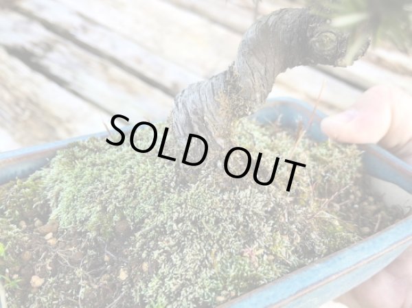 画像5: 杜松 小品盆栽 (5)