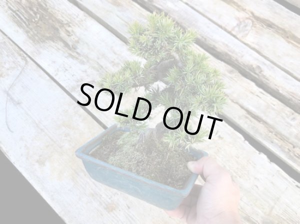 画像3: 杜松 小品盆栽 (3)