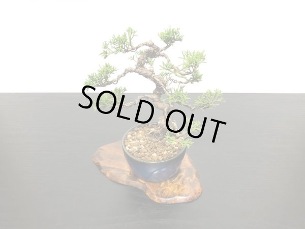 画像5: 糸魚川真柏　小品盆栽 (5)