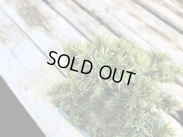 画像4: 杜松 小品盆栽 (4)