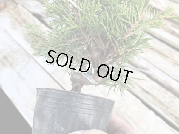 画像2: 糸魚川真柏 小品ミニ盆栽素材 (2)