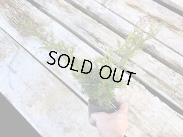 画像3: 糸魚川真柏 小品ミニ盆栽素材 (3)