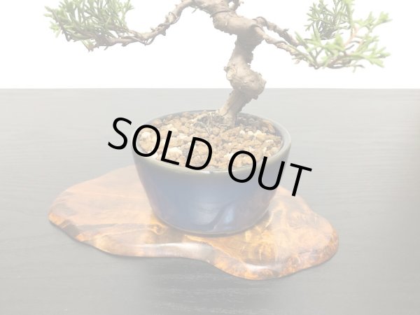 画像6: 糸魚川真柏　小品盆栽 (6)