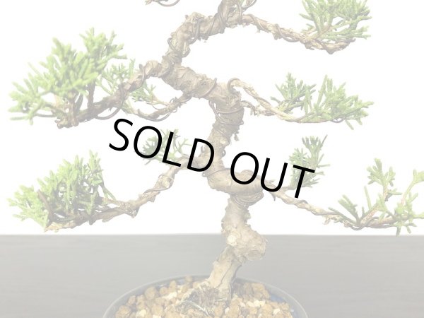 画像3: 糸魚川真柏　小品盆栽 (3)