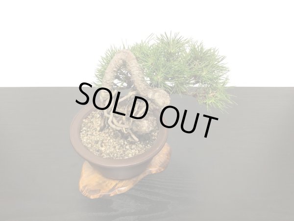 画像8: 根上がり黒松 小品盆栽 (8)