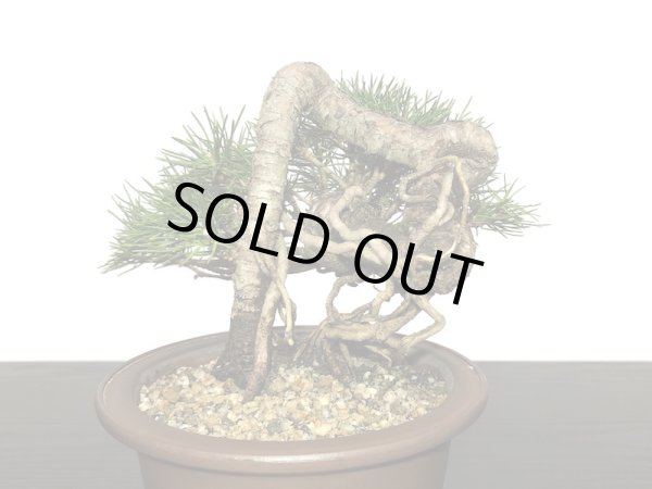 画像4: 根上がり黒松 小品盆栽 (4)