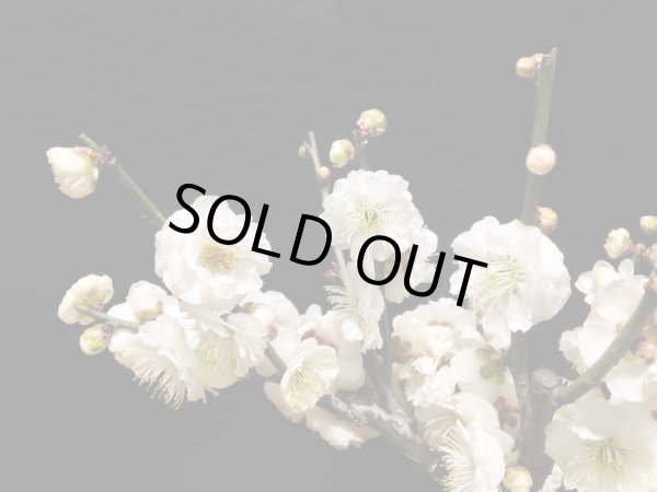 画像3: 花梅　「玉牡丹」　貴風盆栽素材 (3)