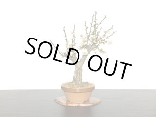 梅(鹿児島紅) [模様木] 中品盆栽 盆栽：紅梅(鹿児島紅)現品*うめ ウメ