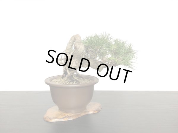 画像5: 根上がり黒松 小品盆栽 (5)