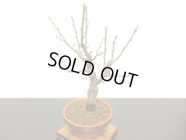 画像8: 花梅　「玉牡丹」　貴風盆栽素材 (8)