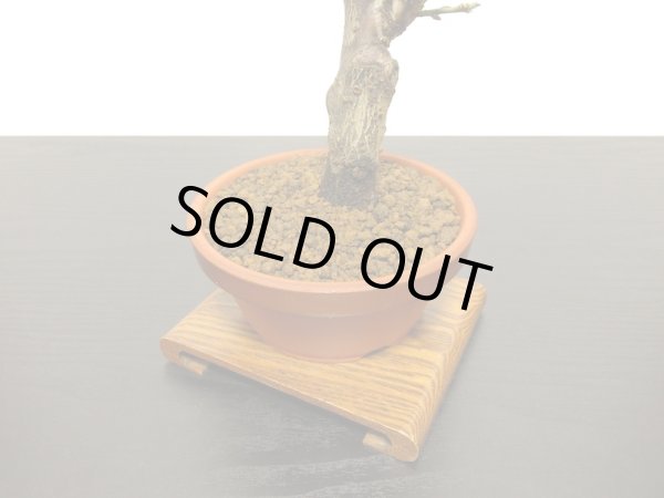 画像7: 花梅　「玉牡丹」　貴風盆栽素材 (7)