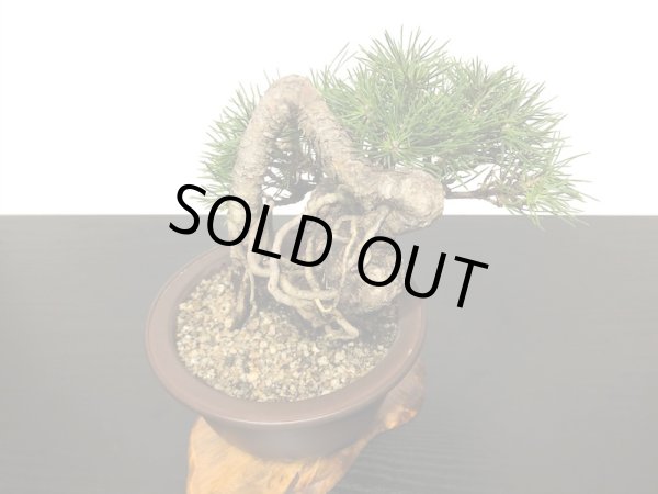 画像3: 根上がり黒松 小品盆栽 (3)