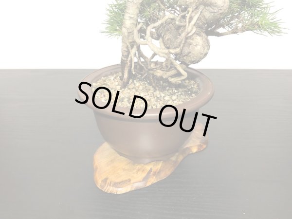 画像6: 根上がり黒松 小品盆栽 (6)